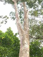 Astronium graveolens