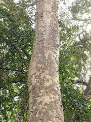 Astronium graveolens