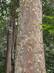 Astronium graveolens