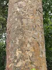 Astronium graveolens