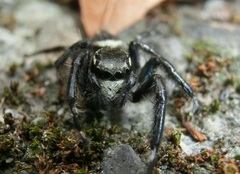Carrhotus sannio