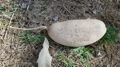 Kigelia