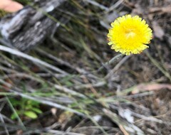 Coronidium scorpioides