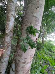 Astronium graveolens