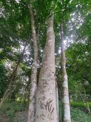 Astronium graveolens