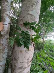 Astronium graveolens