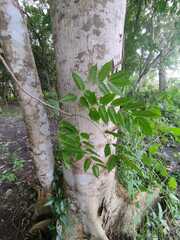 Astronium graveolens