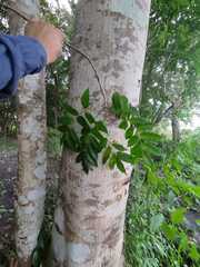 Astronium graveolens