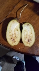 Kigelia