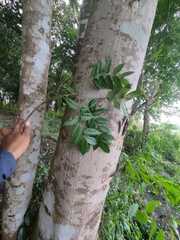 Astronium graveolens