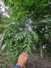 Astronium graveolens