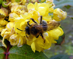 Andrena nitida
