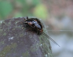 Pseudophyllodromiinae