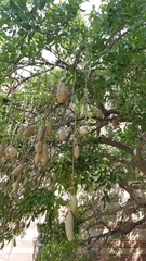 Kigelia
