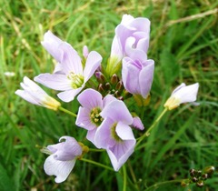Cardamine pratensis