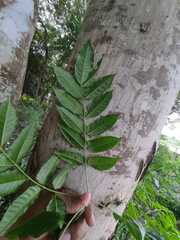 Astronium graveolens