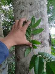 Astronium graveolens