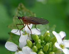 Empis livida