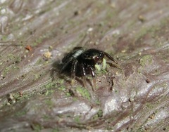 Carrhotus sannio