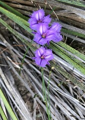 Thysanotus racemoides