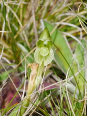 Pterostylis tanypoda