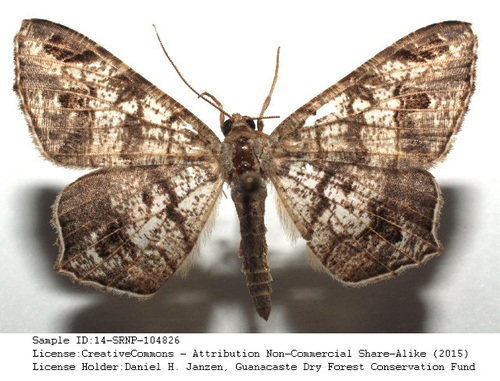 Macaria nervata