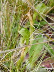 Pterostylis tanypoda