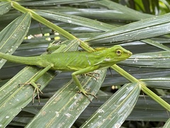 Bronchocela jubata