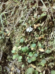 Lagenophora strangulata