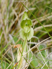 Pterostylis tanypoda
