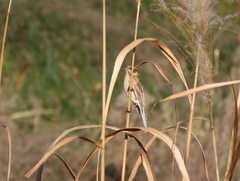 Emberiza schoeniclus