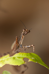 Alangularis multilobata