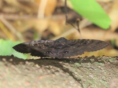 Speiredonia spectans