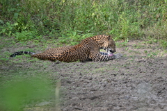 Panthera pardus kotiya