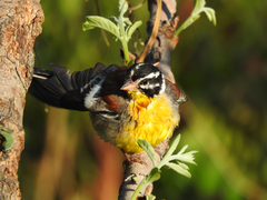 Emberiza flaviventris