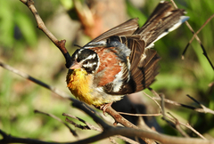 Emberiza flaviventris