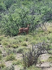 Raphicerus campestris