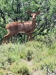 Raphicerus campestris