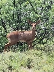 Raphicerus campestris