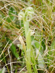 Pterostylis tanypoda