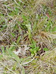 Pterostylis tanypoda