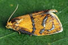 Ptycholoma lecheana