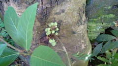 Ficus racemosa