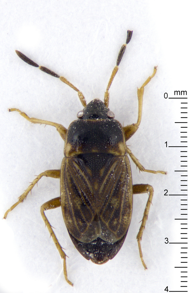 Cryphula trimaculata