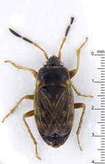 Cryphula trimaculata