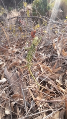 Chamaeleo chamaeleon