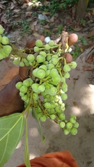 Ficus racemosa