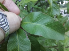 Alectryon diversifolius