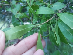 Alectryon diversifolius