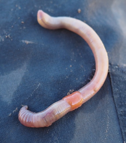 Green Worm, photo 6 of 9
